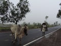 Life in rural India-village life-man covering head with plastic shade due to monsoon season taking cow for grazing